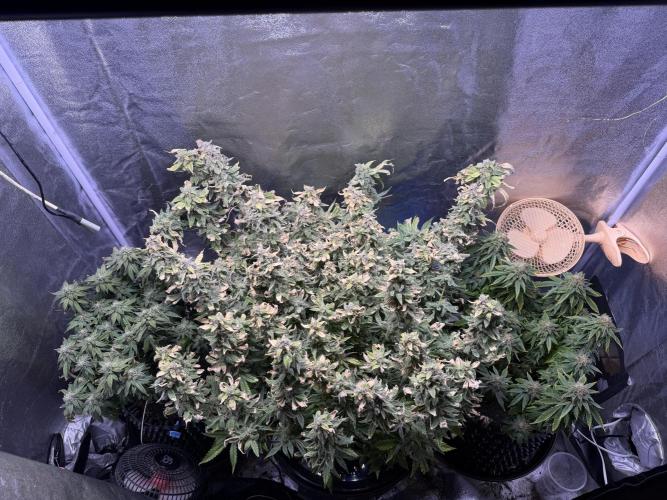Mix DWC 34 l / Soil 12l 🌊vs??. Week 13 - Day 90 (03 June )