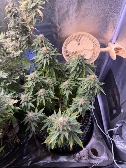 Mix DWC 34 l / Soil 12l 🌊vs??. Week 13