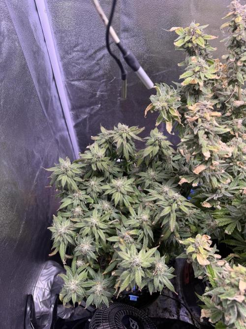 Mix DWC 34 l / Soil 12l 🌊vs??. Week 13
