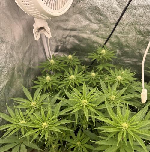90x90 /420 w/ Best Breeders,Top Strain. Week 7