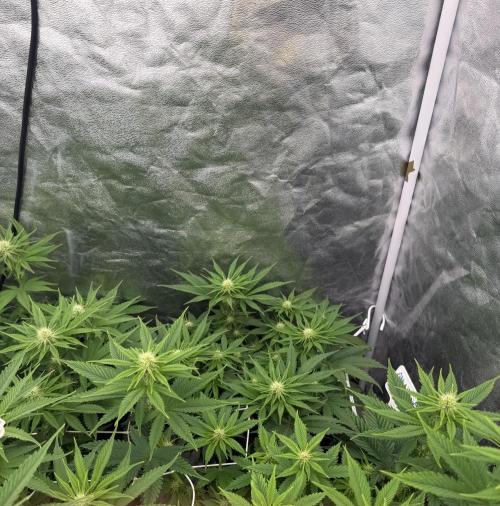 90x90 /420 w/ Best Breeders,Top Strain. Week 7