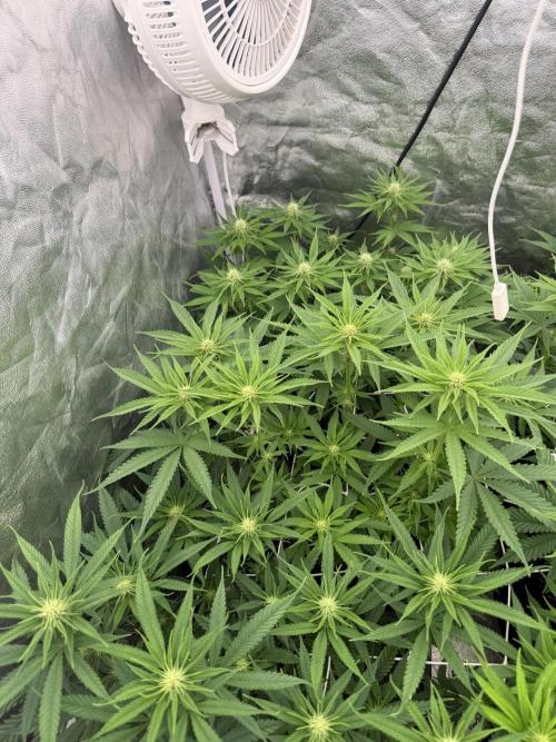 90x90 /420 w/ Best Breeders,Top Strain. Week 7