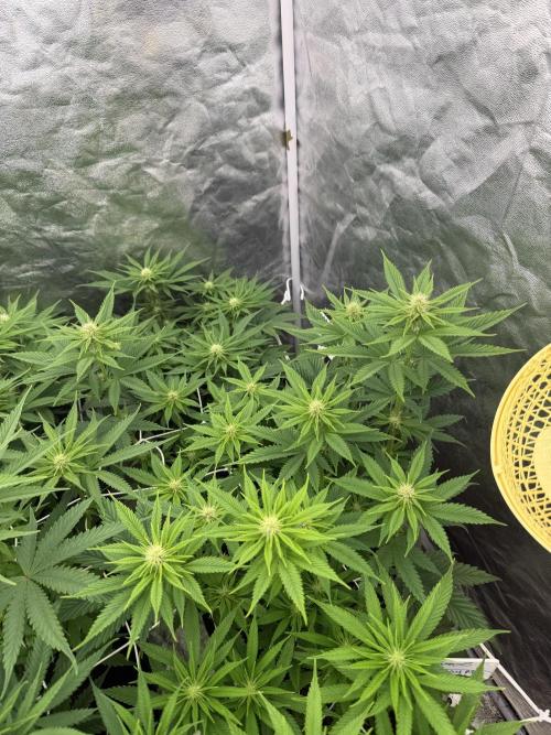 90x90 /420 w/ Best Breeders,Top Strain. Week 7