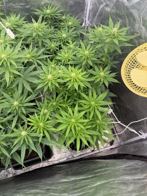 90x90 /420 w/ Best Breeders,Top Strain. Week 7