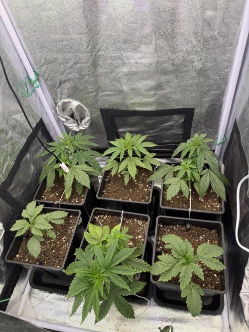 6 x 3,4l / 200w (SensiSeed). Week 4 - Day 21 (03 June )