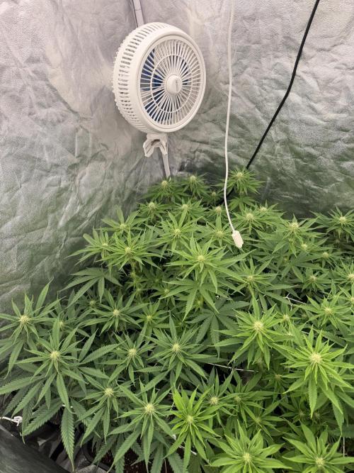 90x90 /420 w/ Best Breeders,Top Strain. Week 7