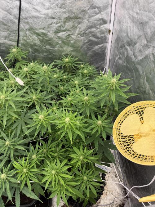 90x90 /420 w/ Best Breeders,Top Strain. Week 7