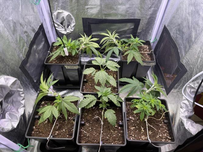 6 x 3,4l / 200w (SensiSeed). Week 4 - Day 22 (04 June )
