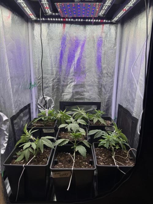 6 x 3,4l / 200w (SensiSeed). Week 4