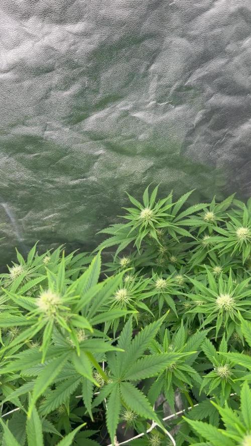 90x90 /420 w/ Best Breeders,Top Strain