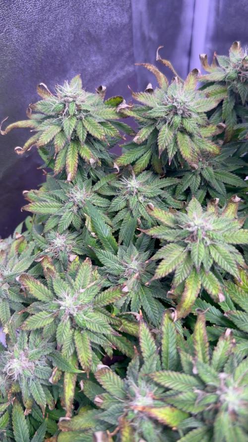 Mix DWC 34 l / Soil 12l 🌊vs??