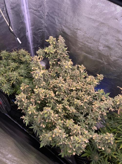 Mix DWC 34 l / Soil 12l 🌊vs??. Week 13