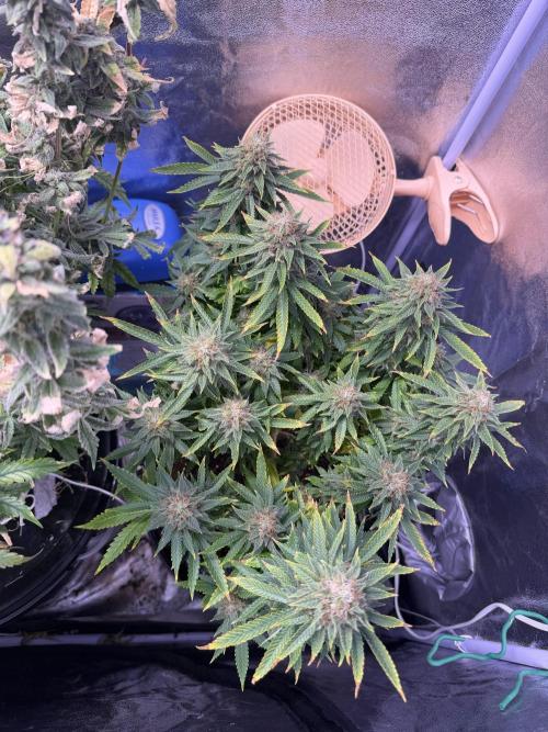 Mix DWC 34 l / Soil 12l 🌊vs??. Week 13