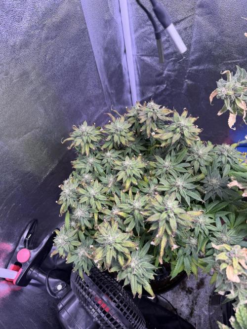 Mix DWC 34 l / Soil 12l 🌊vs??. Week 13