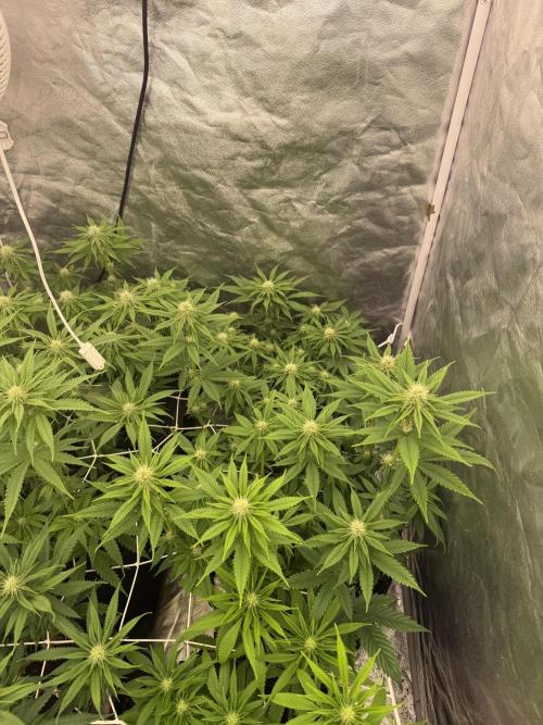 90x90 /420 w/ Best Breeders,Top Strain. Week 7