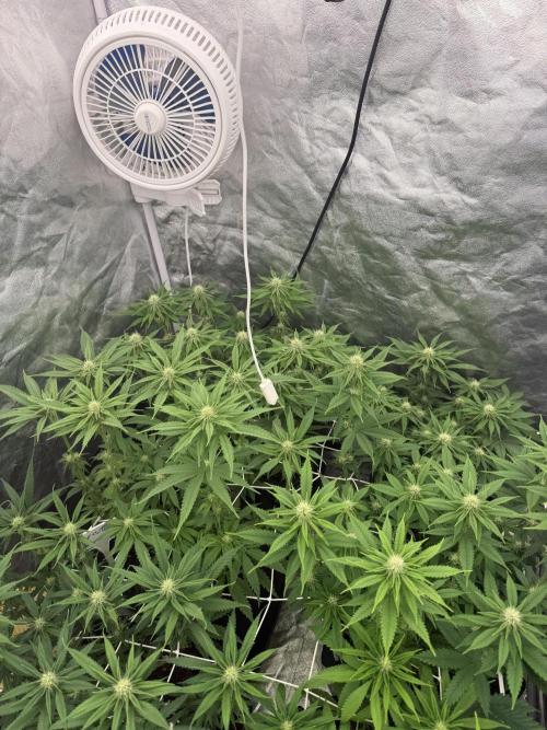 90x90 /420 w/ Best Breeders,Top Strain. Week 7