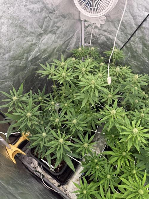 90x90 /420 w/ Best Breeders,Top Strain. Week 7