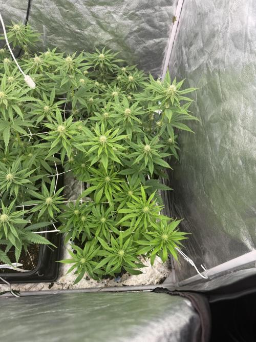 90x90 /420 w/ Best Breeders,Top Strain. Week 7