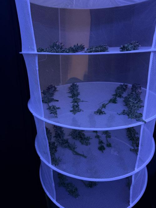 Mix DWC 34 l / Soil 12l 🌊vs??. Week 14