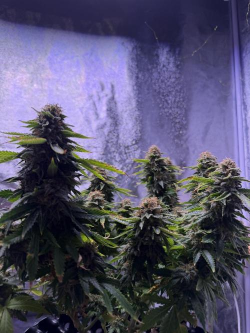 Mix DWC 34 l / Soil 12l 🌊vs??. Week 13