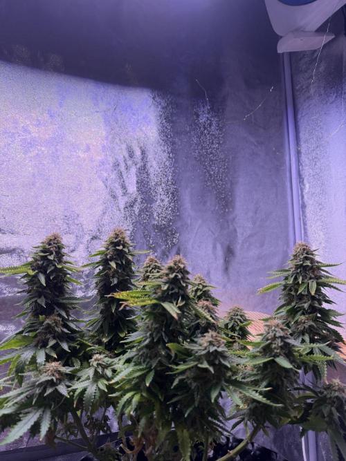 Mix DWC 34 l / Soil 12l 🌊vs??. Week 13