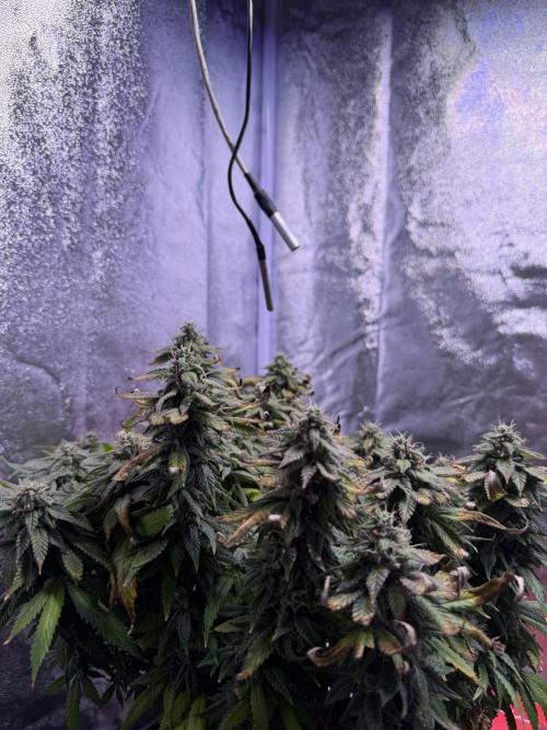 Mix DWC 34 l / Soil 12l 🌊vs??. Week 13