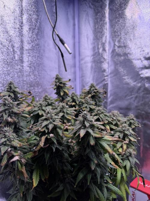 Mix DWC 34 l / Soil 12l 🌊vs??. Week 13