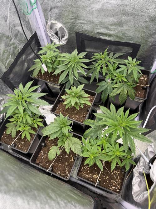 6 x 3,4l / 200w (SensiSeed). Week 4 - Day 27 ( 09 june)