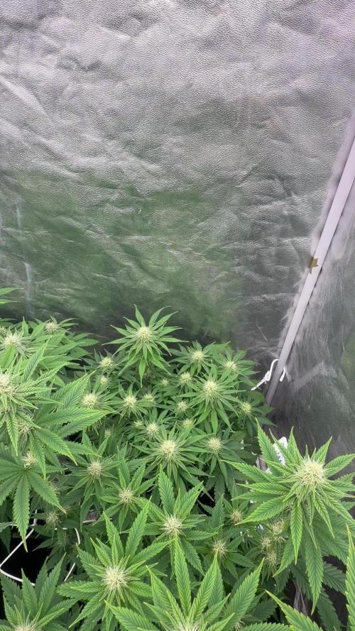 90x90 /420 w/ Best Breeders,Top Strain