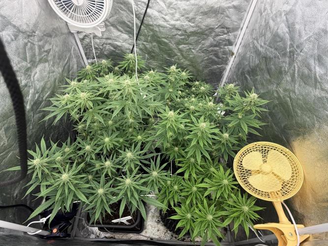 90x90 /420 w/ Best Breeders,Top Strain. Week 8