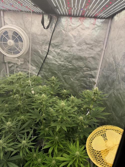 90x90 /420 w/ Best Breeders,Top Strain. Week 8