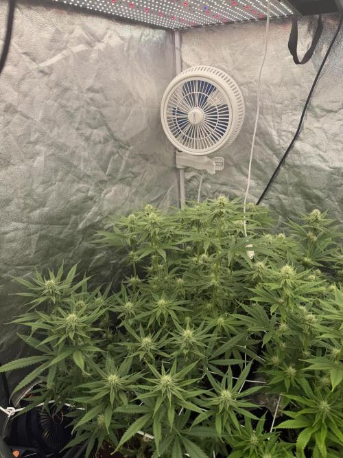 90x90 /420 w/ Best Breeders,Top Strain. Week 8