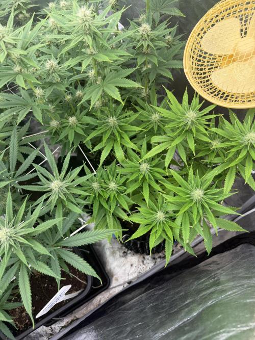 90x90 /420 w/ Best Breeders,Top Strain. Week 8