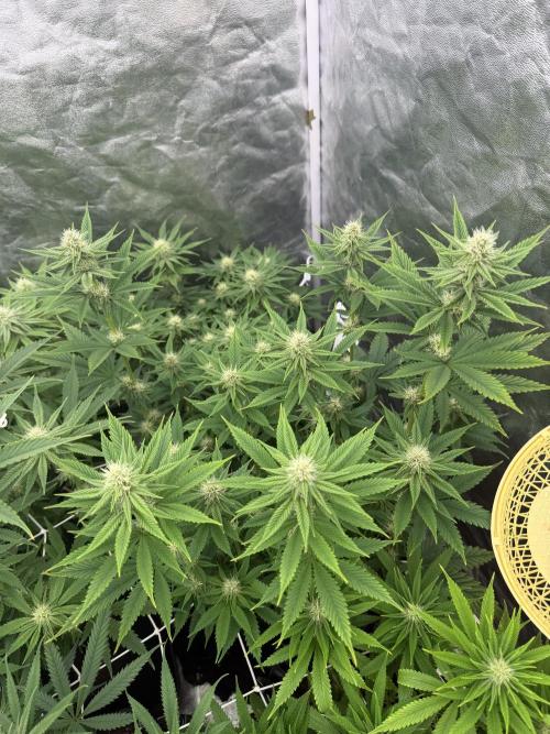 90x90 /420 w/ Best Breeders,Top Strain. Week 8