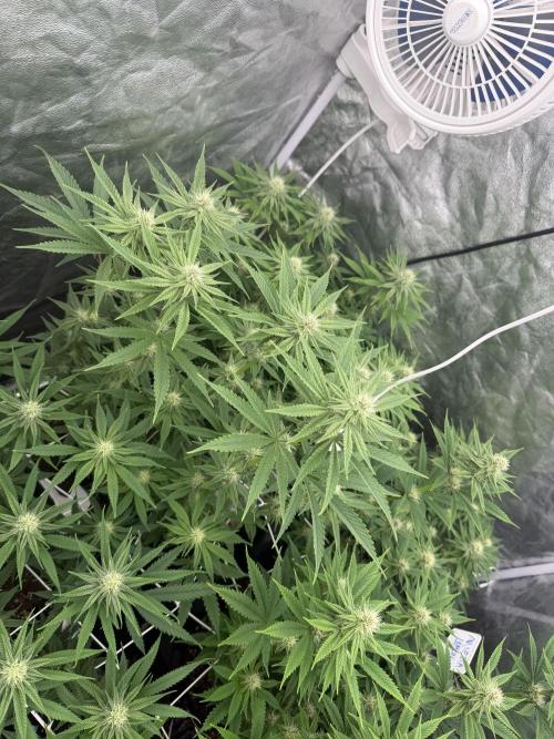 90x90 /420 w/ Best Breeders,Top Strain. Week 8