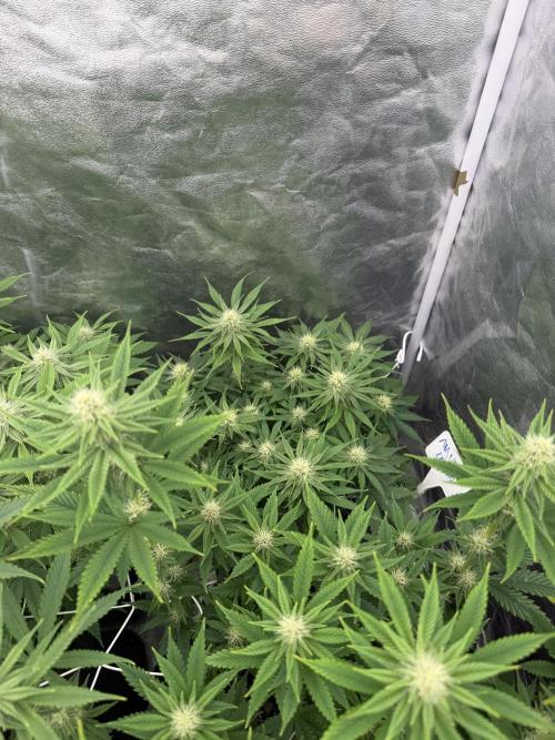 90x90 /420 w/ Best Breeders,Top Strain. Week 8