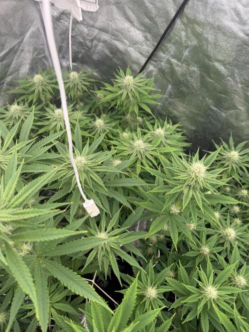 90x90 /420 w/ Best Breeders,Top Strain. Week 8 - Day 61 (10 June)