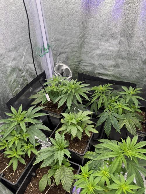 6 x 3,4l / 200w (SensiSeed). Week 5