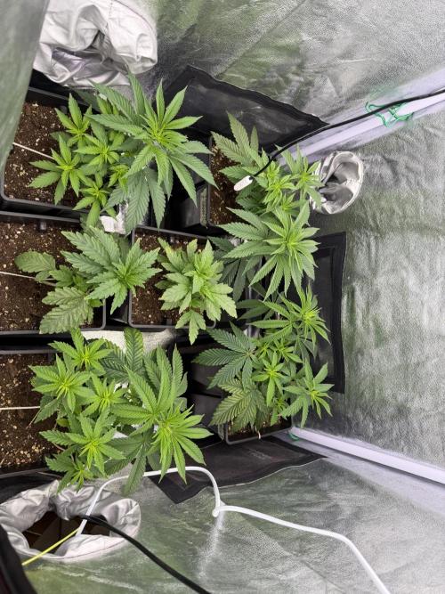 6 x 3,4l / 200w (SensiSeed). Week 5