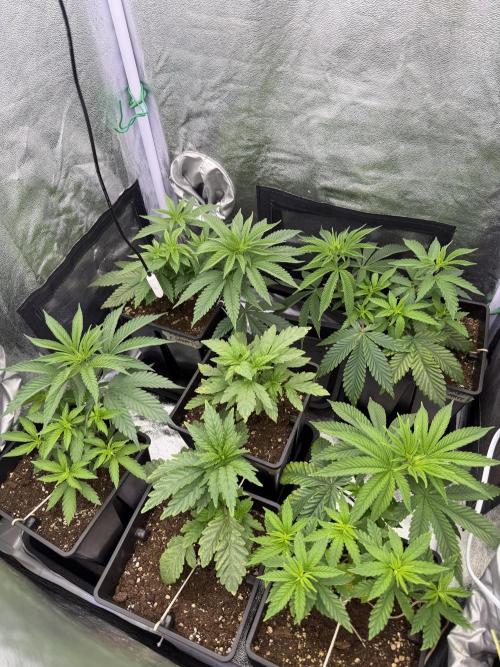 6 x 3,4l / 200w (SensiSeed). Week 5