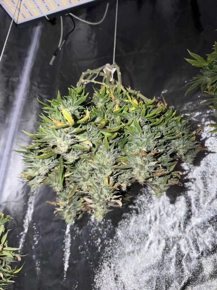 Mix DWC 34 l / Soil 12l 🌊vs??. Week 14