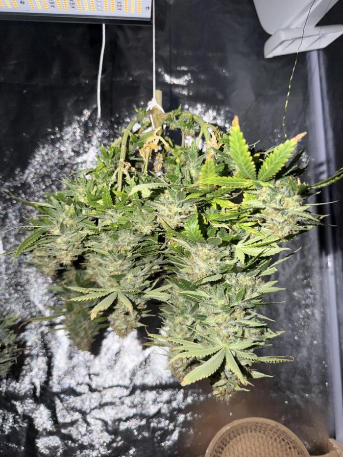 Mix DWC 34 l / Soil 12l 🌊vs??. Week 14