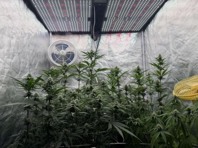 90x90 /420 w/ Best Breeders,Top Strain. Week 8 - Day 63 (12 June)