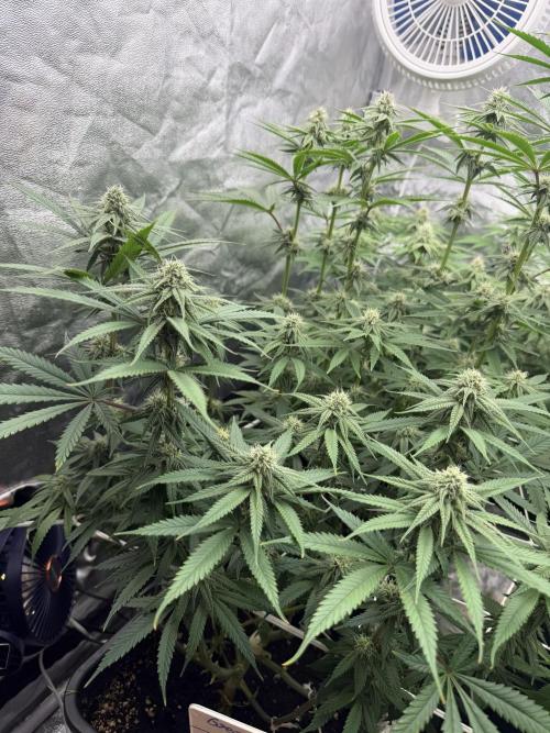 90x90 /420 w/ Best Breeders,Top Strain. Week 8