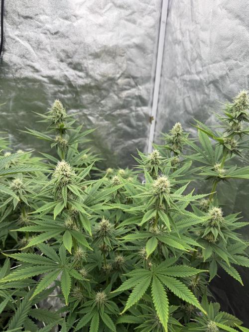 90x90 /420 w/ Best Breeders,Top Strain. Week 8