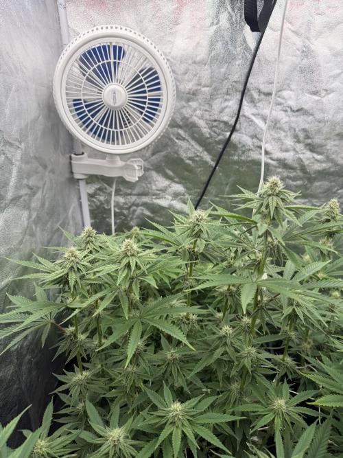90x90 /420 w/ Best Breeders,Top Strain. Week 8
