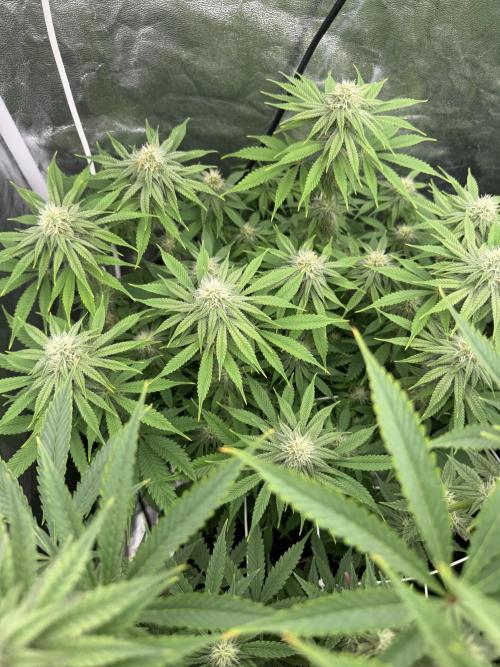 90x90 /420 w/ Best Breeders,Top Strain. Week 8