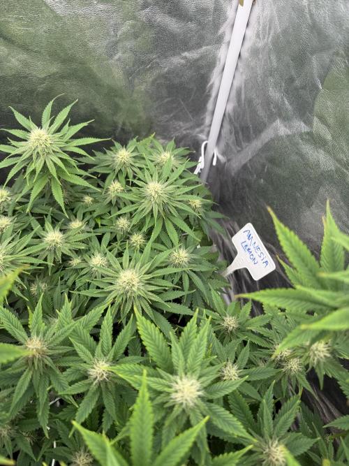90x90 /420 w/ Best Breeders,Top Strain. Week 8