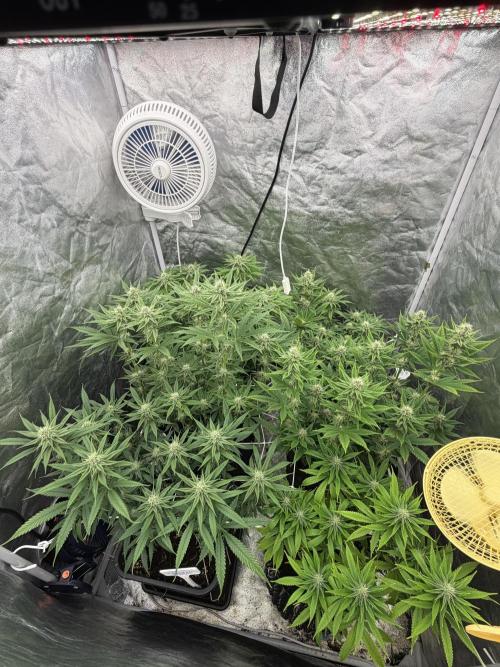 90x90 /420 w/ Best Breeders,Top Strain. Week 8