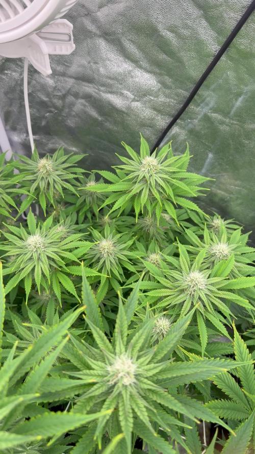 90x90 /420 w/ Best Breeders,Top Strain